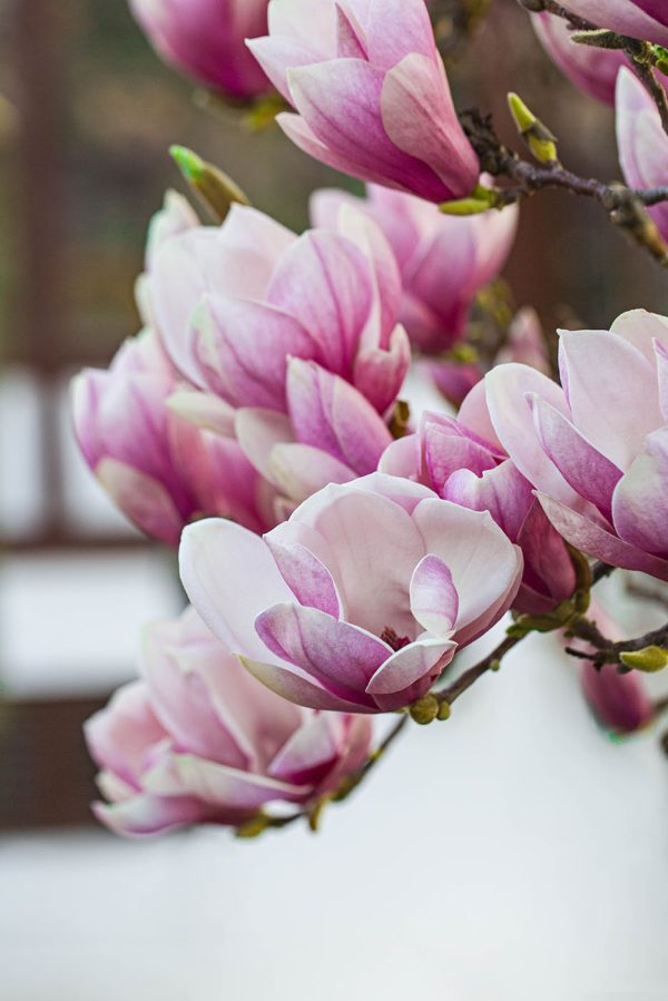 Lentemagnolia's wenken opnieuw. Lentemagnolia's wenken opnieuw.