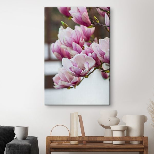 Lentemagnolia's wenken opnieuw. Lentemagnolia's wenken opnieuw.