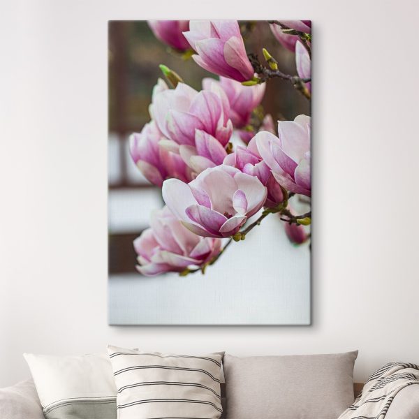 Lentemagnolia's wenken opnieuw. Lentemagnolia's wenken opnieuw.