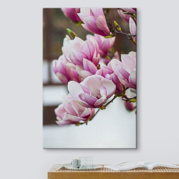 Lentemagnolia's wenken opnieuw. Lentemagnolia's wenken opnieuw.