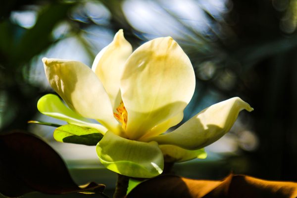 Romige magnolia, in de schijnwerpers gezet door het licht Romige magnolia, in de schijnwerpers gezet door het licht