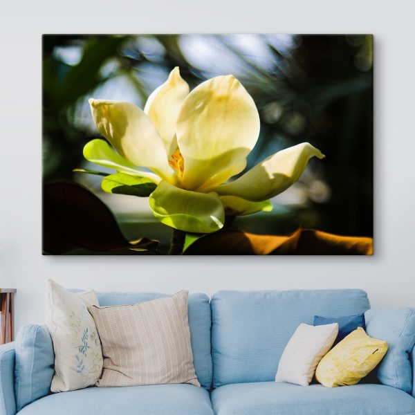Romige magnolia, in de schijnwerpers gezet door het licht Romige magnolia, in de schijnwerpers gezet door het licht