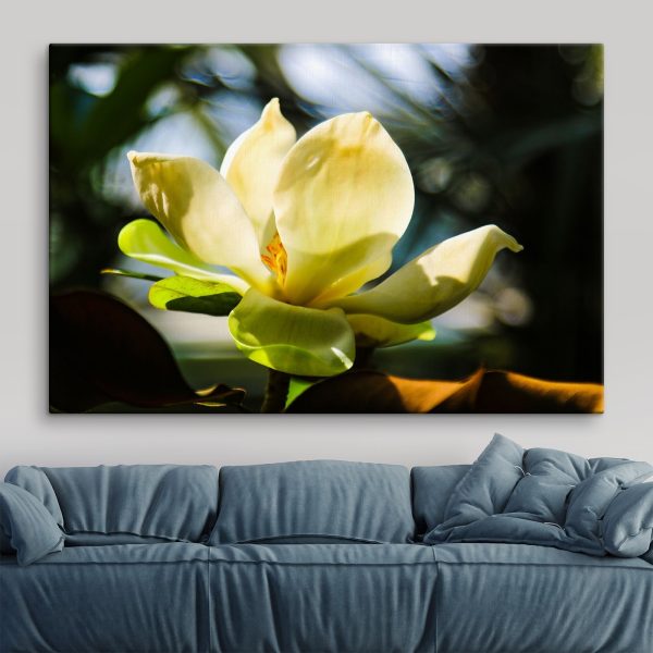 Romige magnolia, in de schijnwerpers gezet door het licht Romige magnolia, in de schijnwerpers gezet door het licht