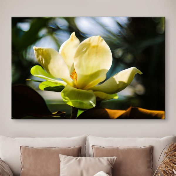 Romige magnolia, in de schijnwerpers gezet door het licht Romige magnolia, in de schijnwerpers gezet door het licht