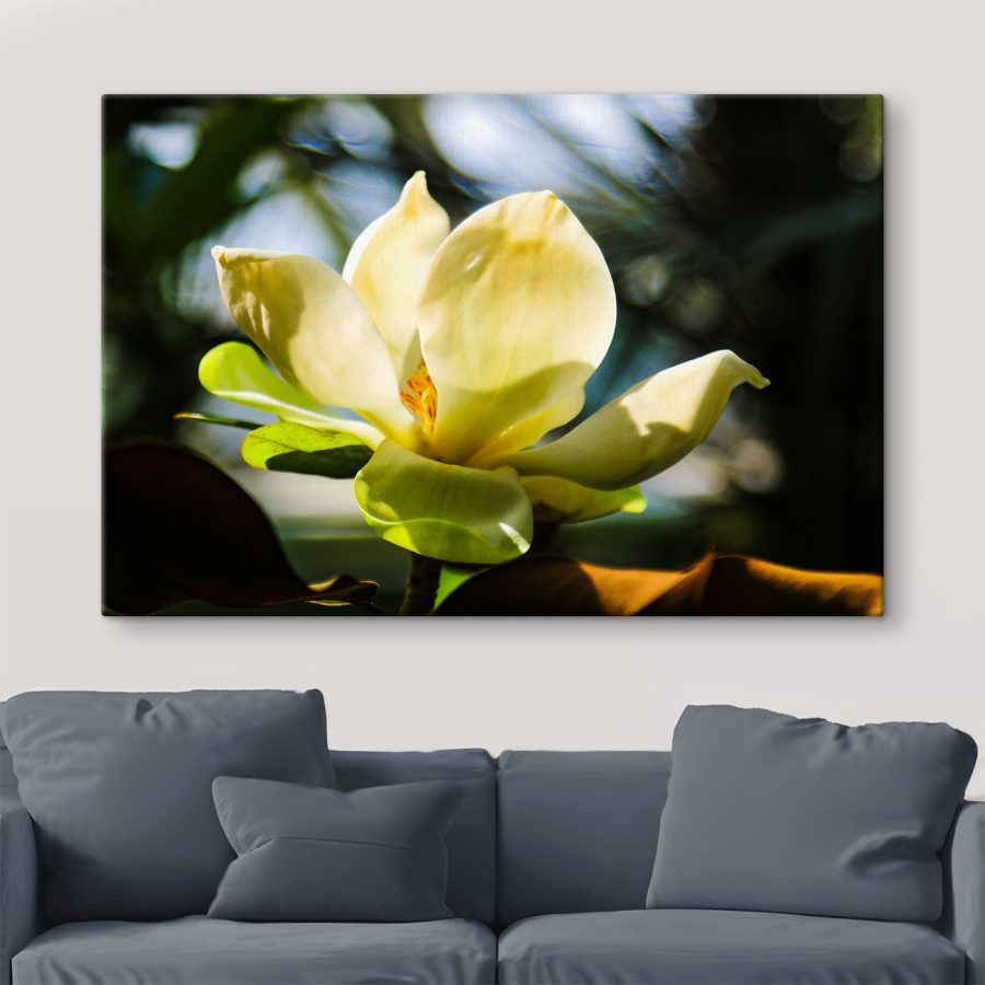 Romige magnolia, in de schijnwerpers gezet door het licht