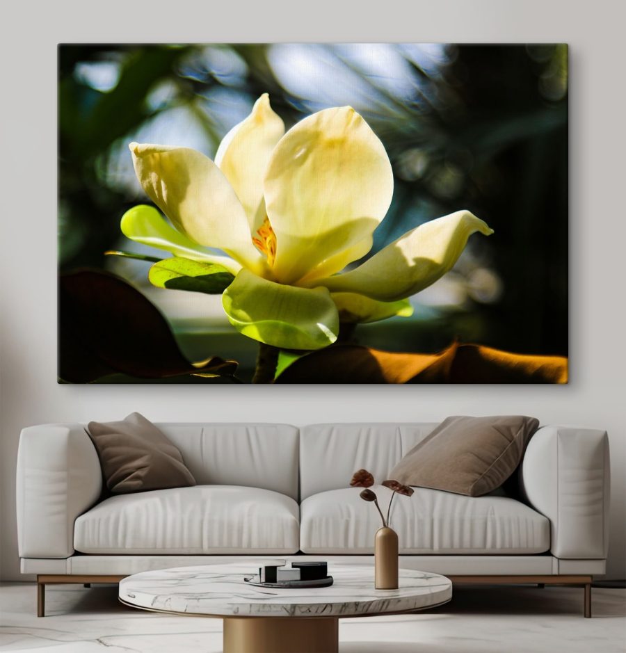 Romige magnolia, in de schijnwerpers gezet door het licht