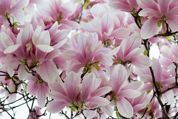 Groep roze bloemen Groep roze bloemen