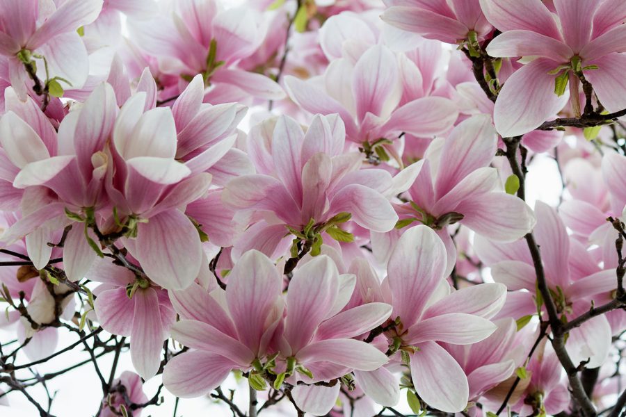 Groep roze bloemen