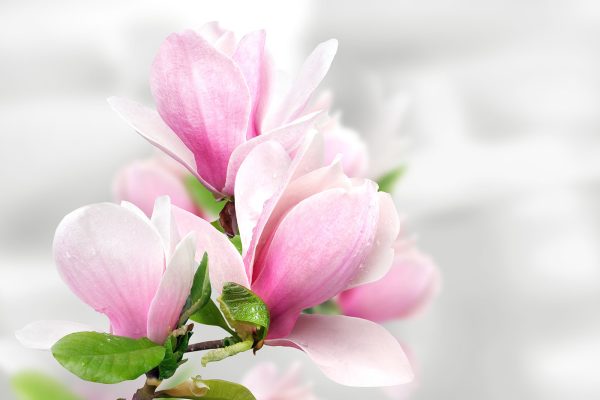 Roze magnolia bloeit Roze magnolia bloeit