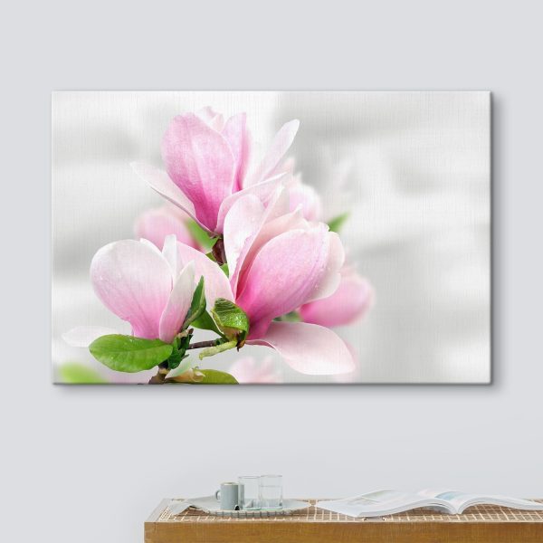 Roze magnolia bloeit Roze magnolia bloeit
