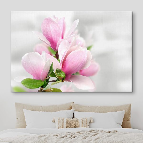 Roze magnolia bloeit Roze magnolia bloeit