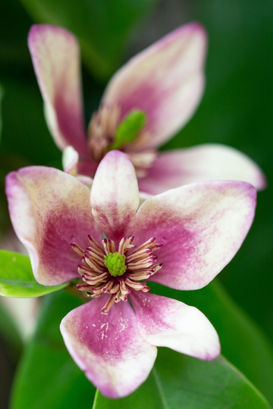 Delicate bloei in zachte focus