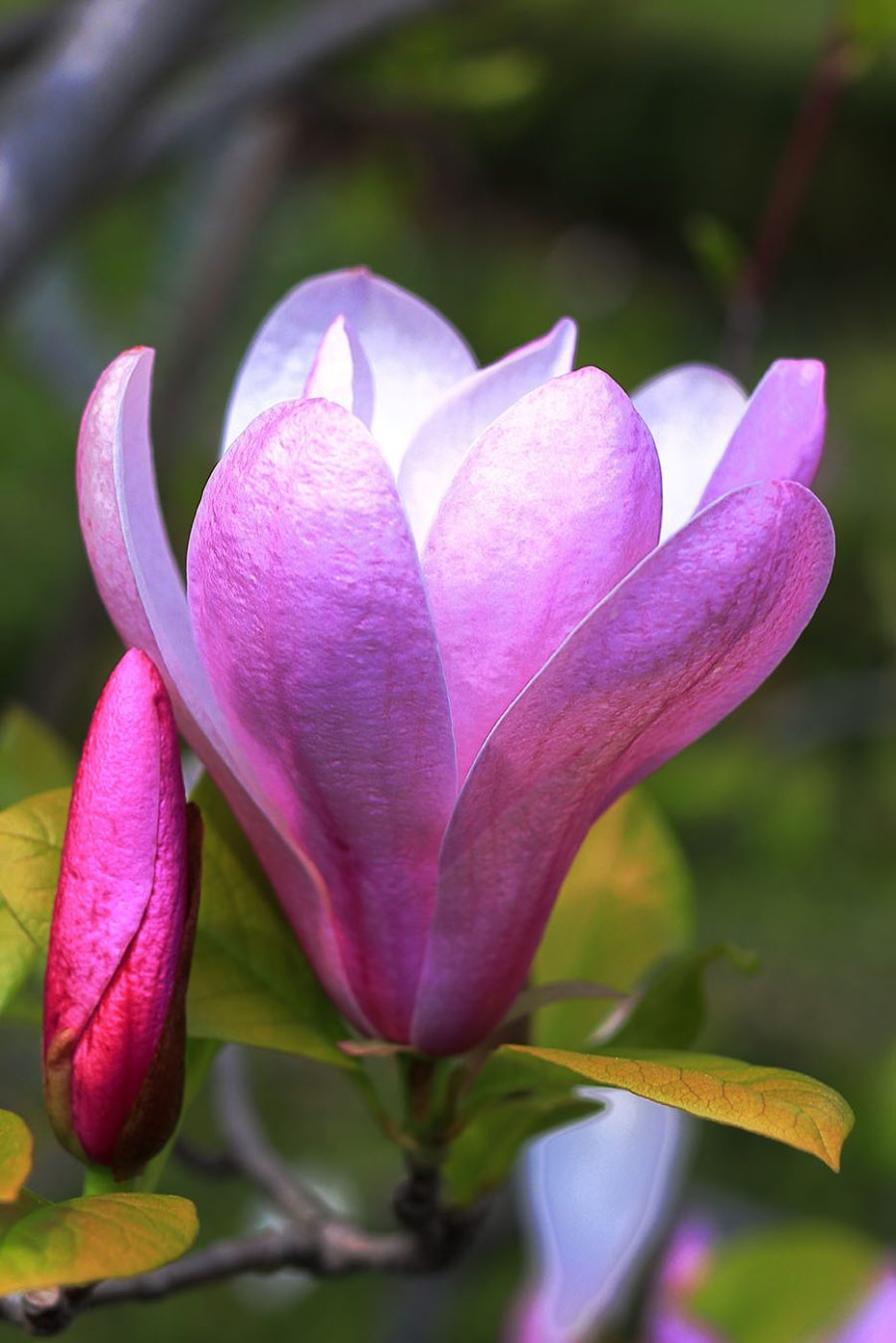 Magnolia: De sierlijke bloei van de natuur