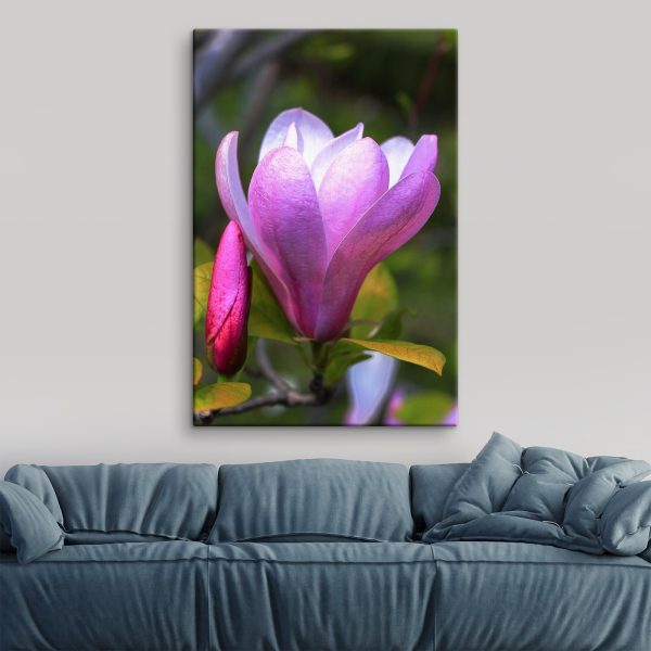 Magnolia: De sierlijke bloei van de natuur Magnolia: De sierlijke bloei van de natuur