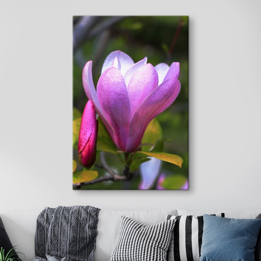 Magnolia: De sierlijke bloei van de natuur