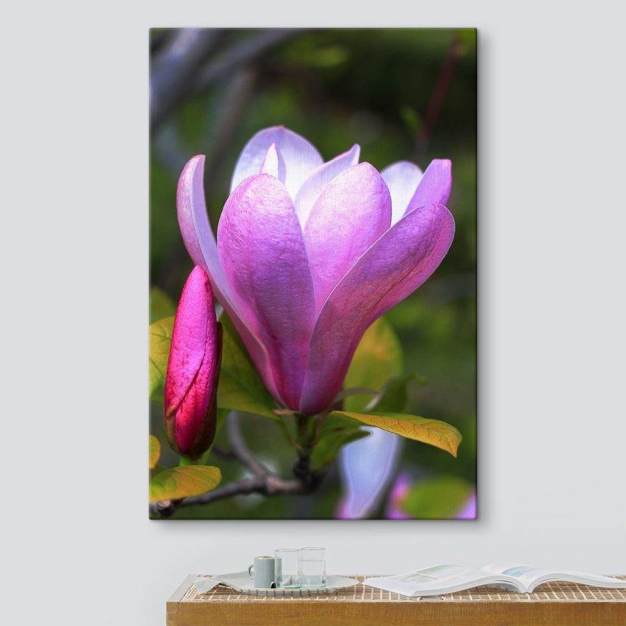 Magnolia: De sierlijke bloei van de natuur