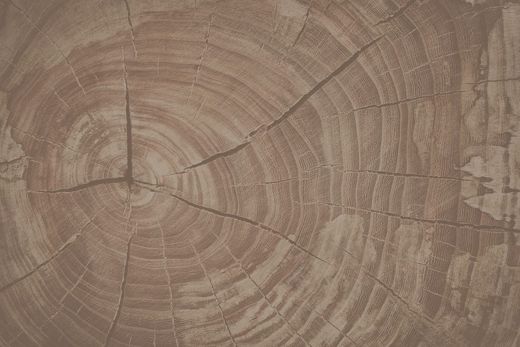 Tree Rings Tell Nature's Story