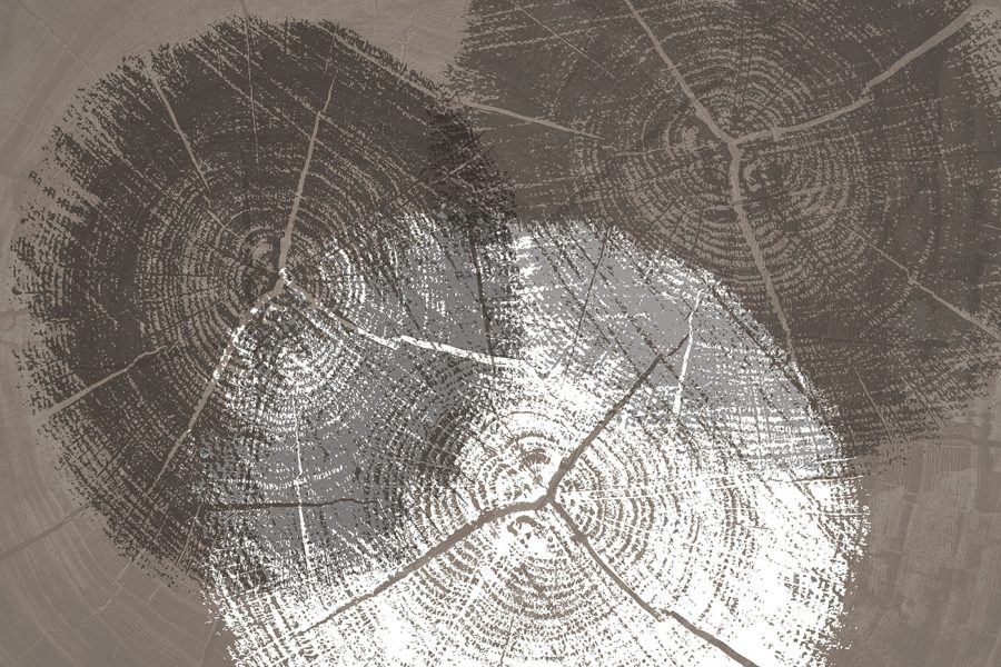 Boomringen in monochroom detail