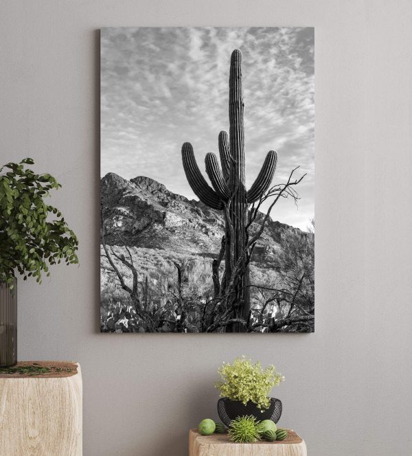 Cactussen in de woestijn Canvas Schilderijen Cactussen in de woestijn