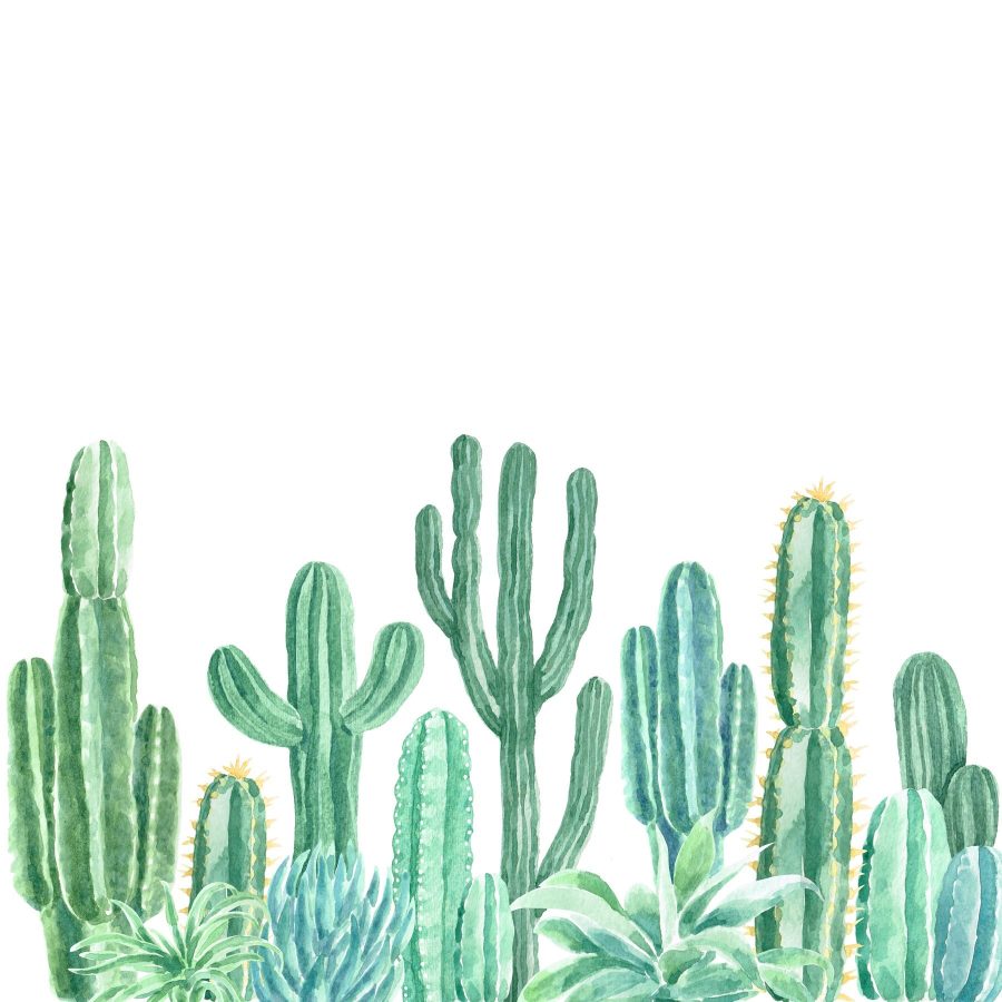 Groep cactussen en vetplanten