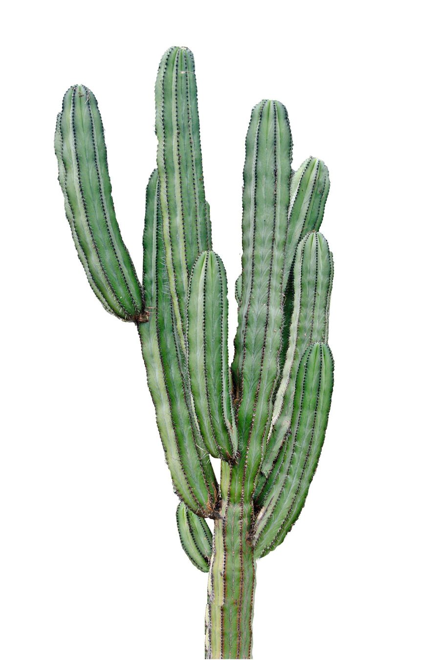 Cactus met lange dunne groene stengels