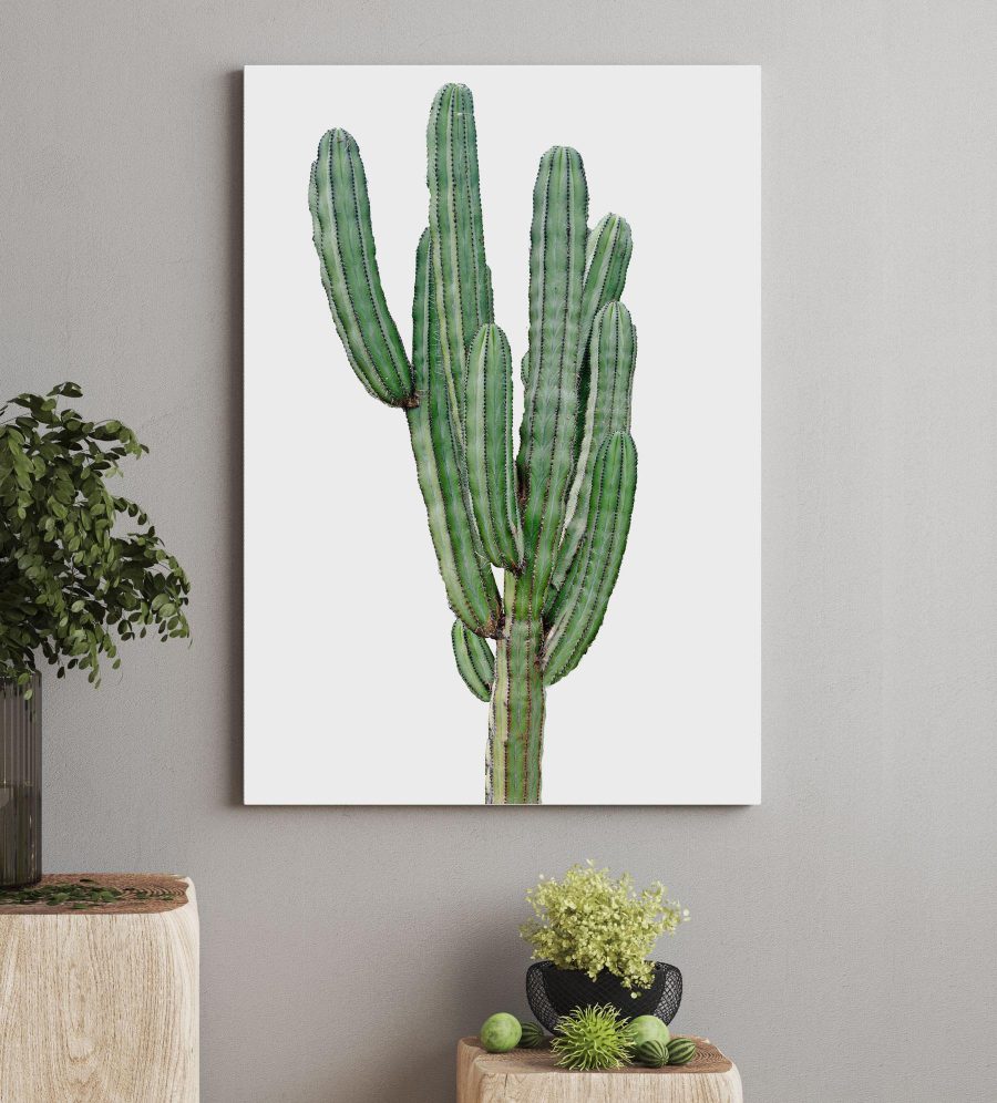 Cactus met lange dunne groene stengels
