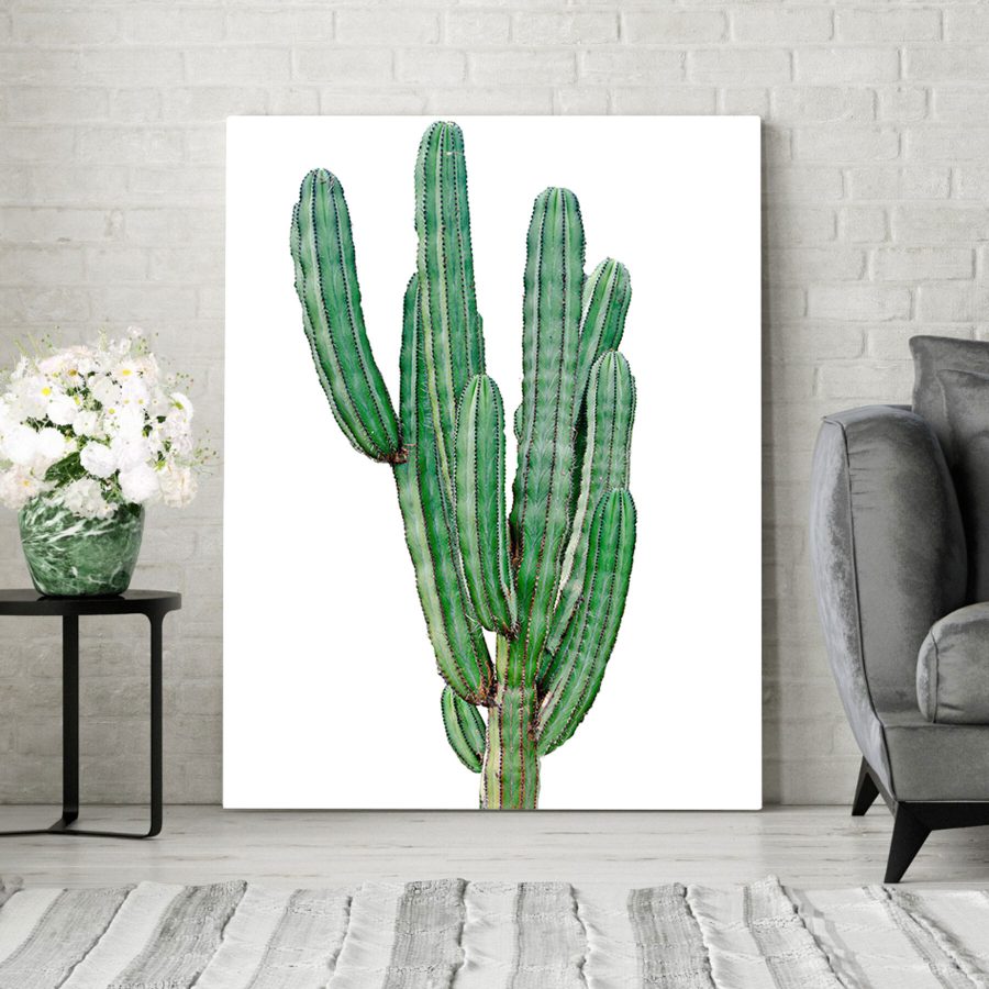 Cactus met lange dunne groene stengels