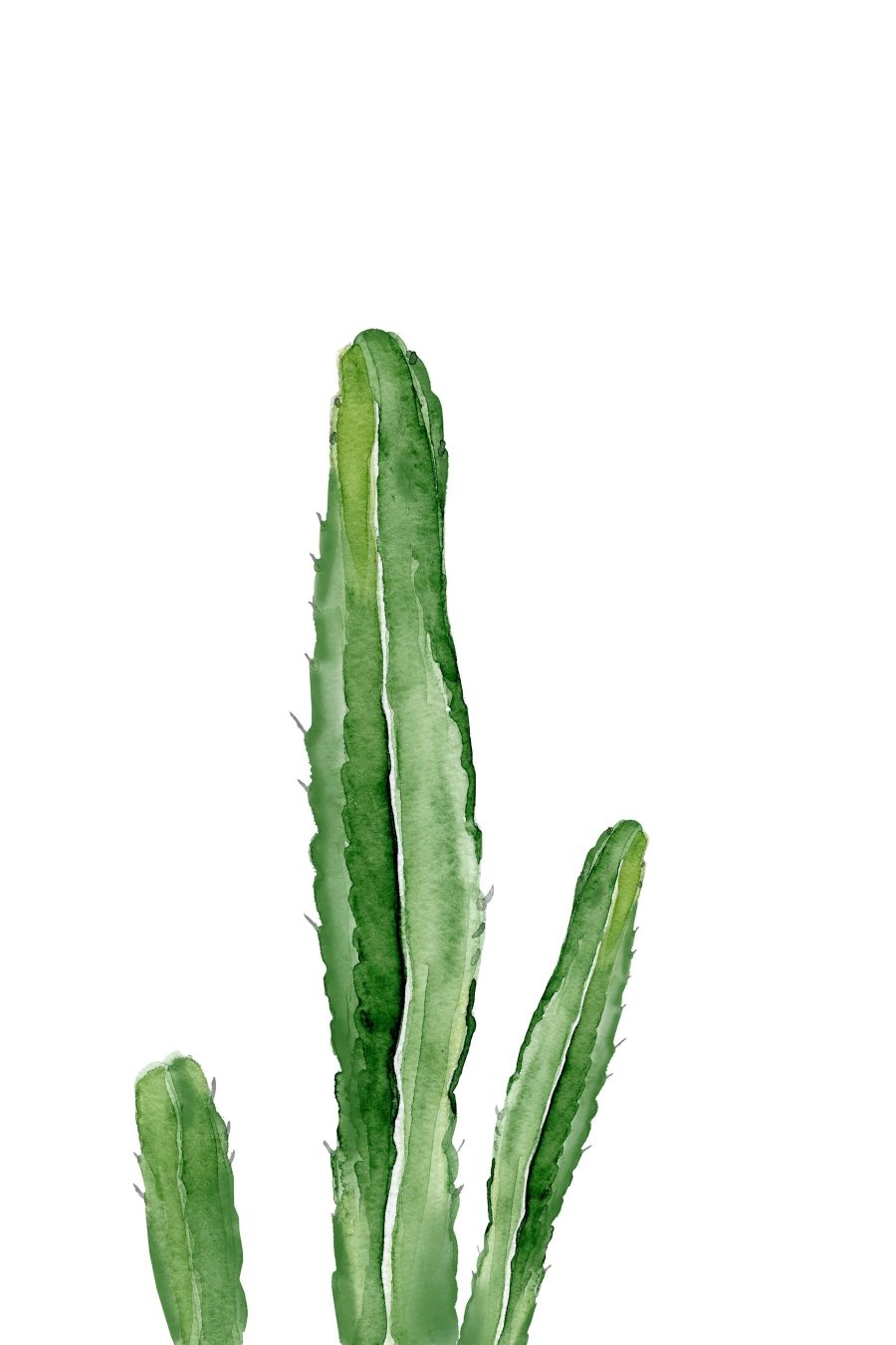 Groene cactus met lange stengels