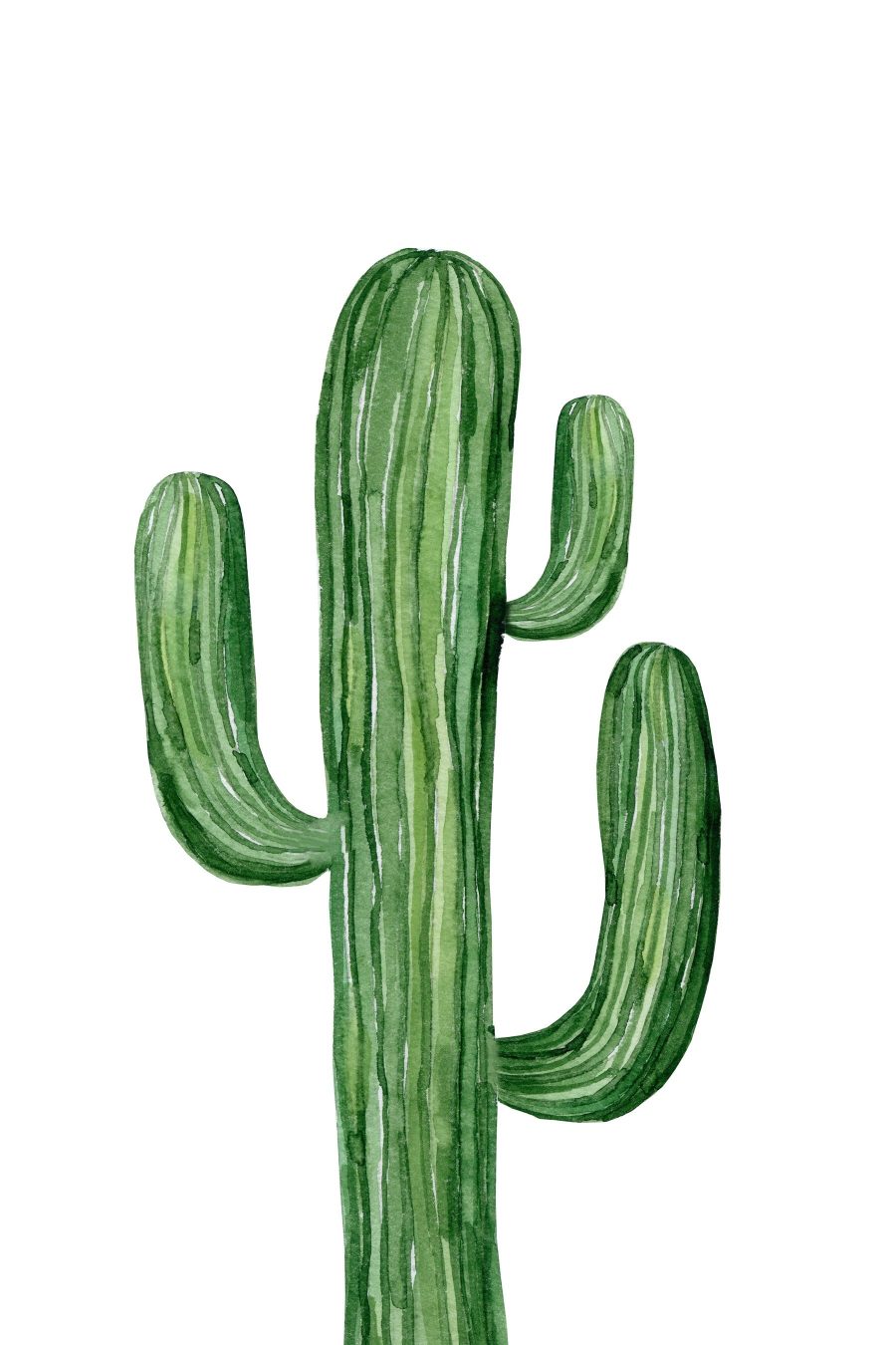 Groene cactus op witte achtergrond Groene cactus op witte achtergrond