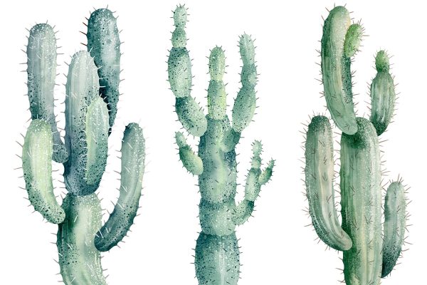 Groep cactussen op witte achtergrond Groep cactussen op witte achtergrond