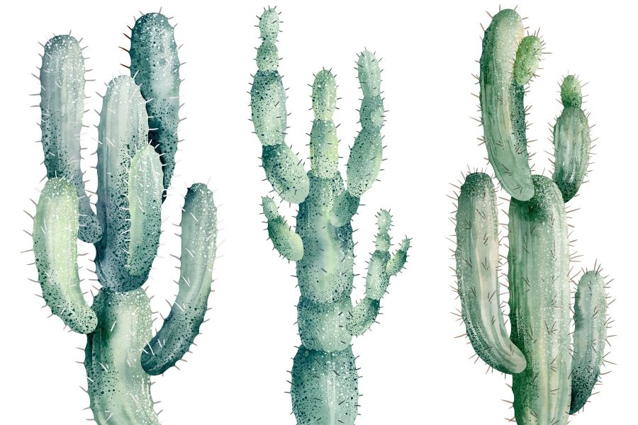Groep cactussen op witte achtergrond