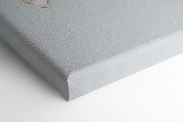 Delicate petals, soft and elegant