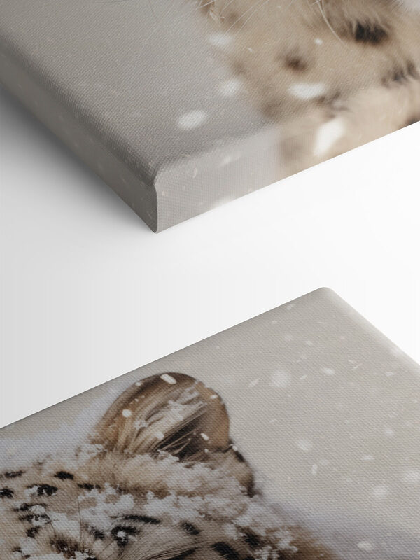 Sneeuwluipaard met sneeuw op zijn hoofd Sneeuwluipaard met sneeuw op zijn hoofd