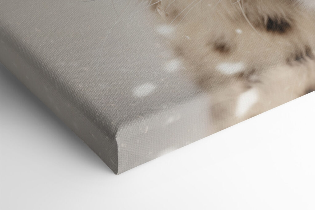 Snow leopard with snow on its head