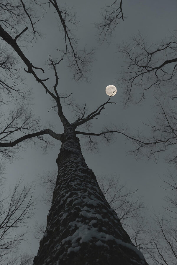 Boom met de maan op de achtergrond Boom met de maan op de achtergrond