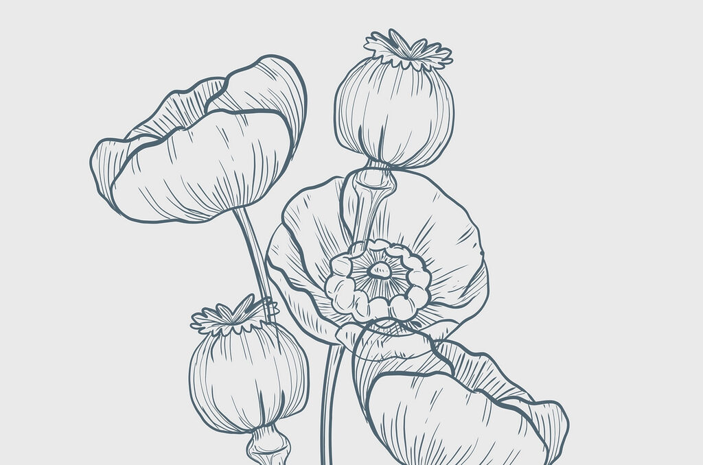 Tekening van bloemen en knoppen Tekening van bloemen en knoppen