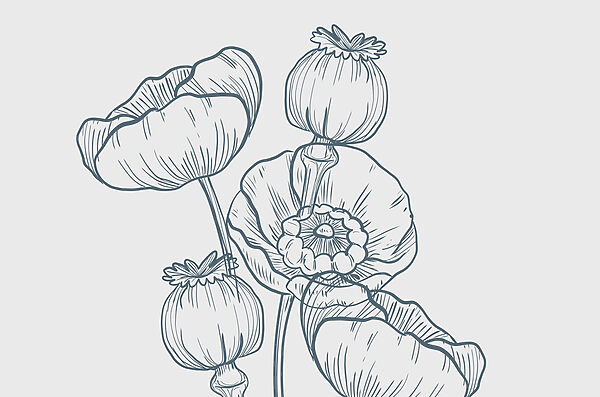Tekening van bloemen en knoppen Tekening van bloemen en knoppen