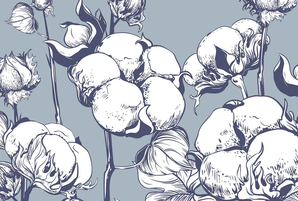 Delicate cotton blooms on blue background Delicate cotton blooms on blue background