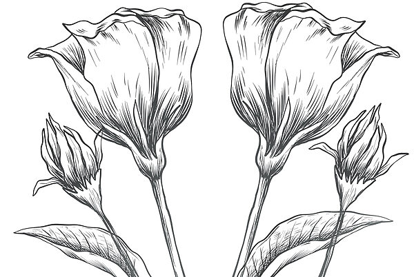 Tekening van bloemen op een witte achtergrond Tekening van bloemen op een witte achtergrond