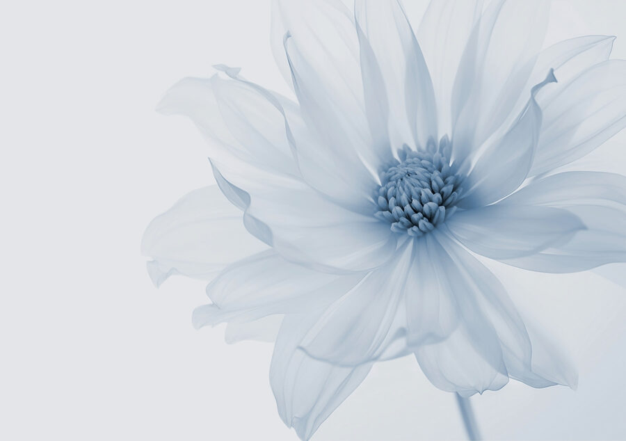 Fotobehang Delicate bloei in zachte tinten - Afbeelding 4