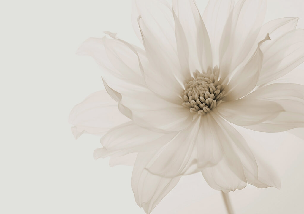 Fijne bloemblaadjes van pure elegantie Fijne bloemblaadjes van pure elegantie