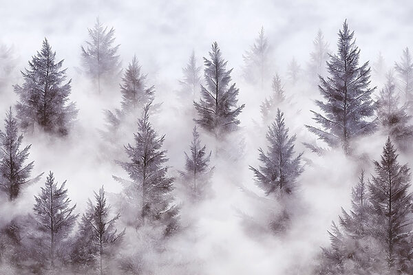 Groep bomen in de mist Groep bomen in de mist