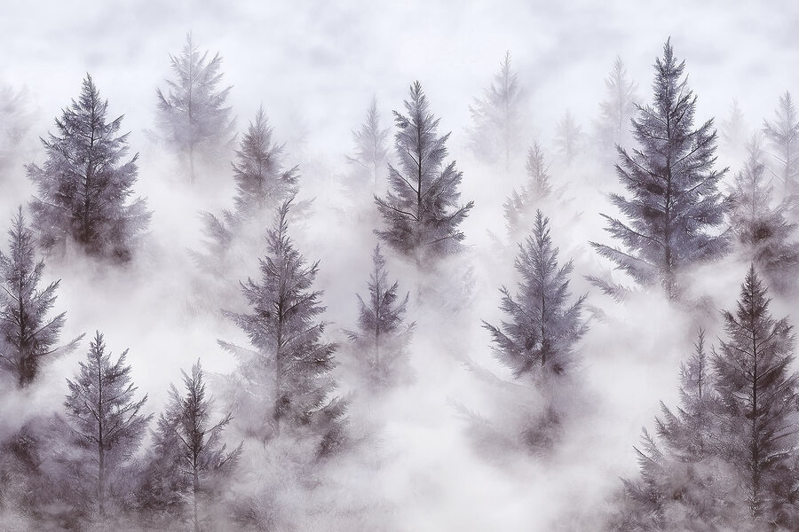 Groep bomen in de mist