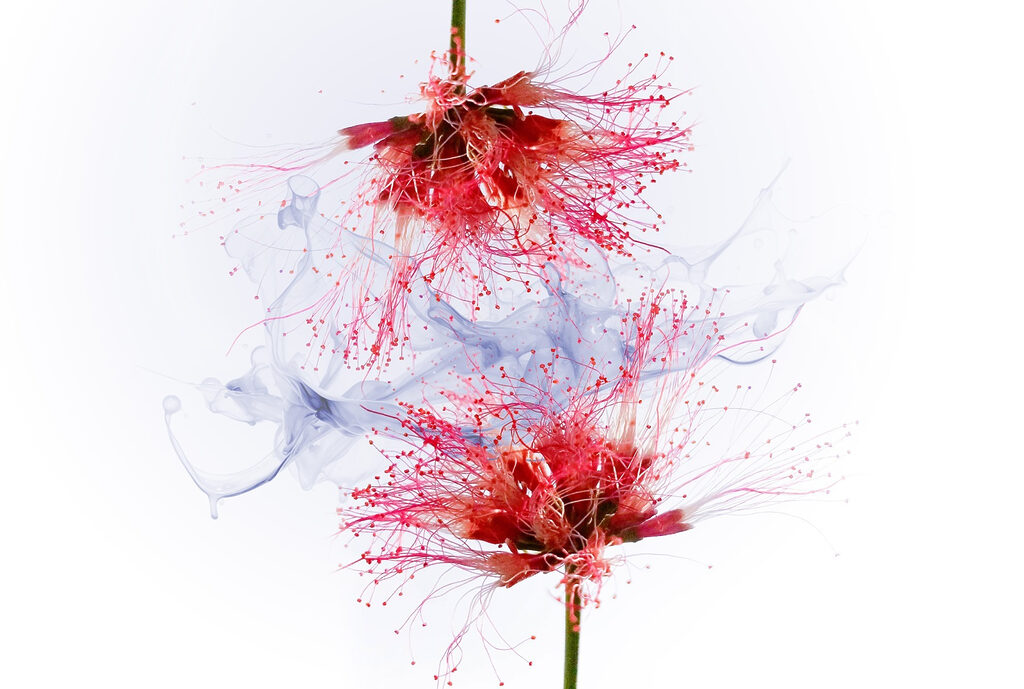 Etherische bloemen in zachte kleuren Etherische bloemen in zachte kleuren