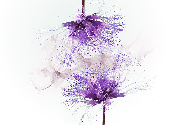 Paarse bloemen met paarse spetters Paarse bloemen met paarse spetters