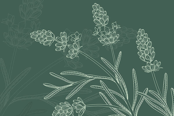 Tekening van een plant Tekening van een plant