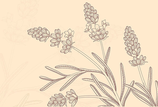 Tekening van een plant Tekening van een plant
