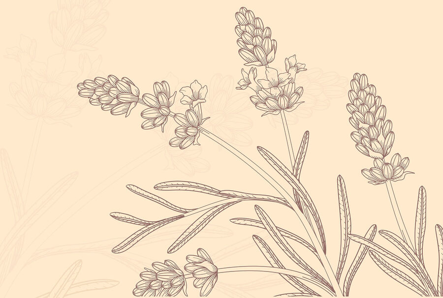 Tekening van een plant