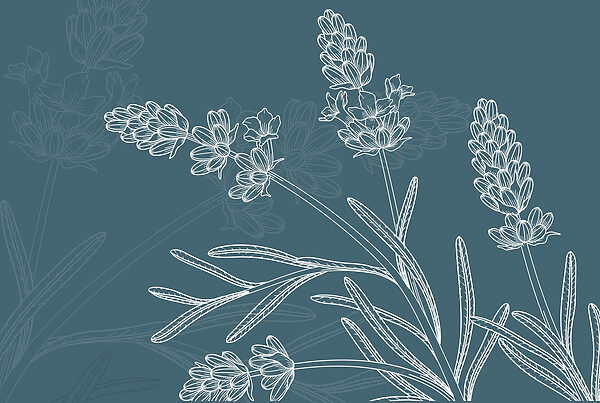 Tekening van een plant Tekening van een plant