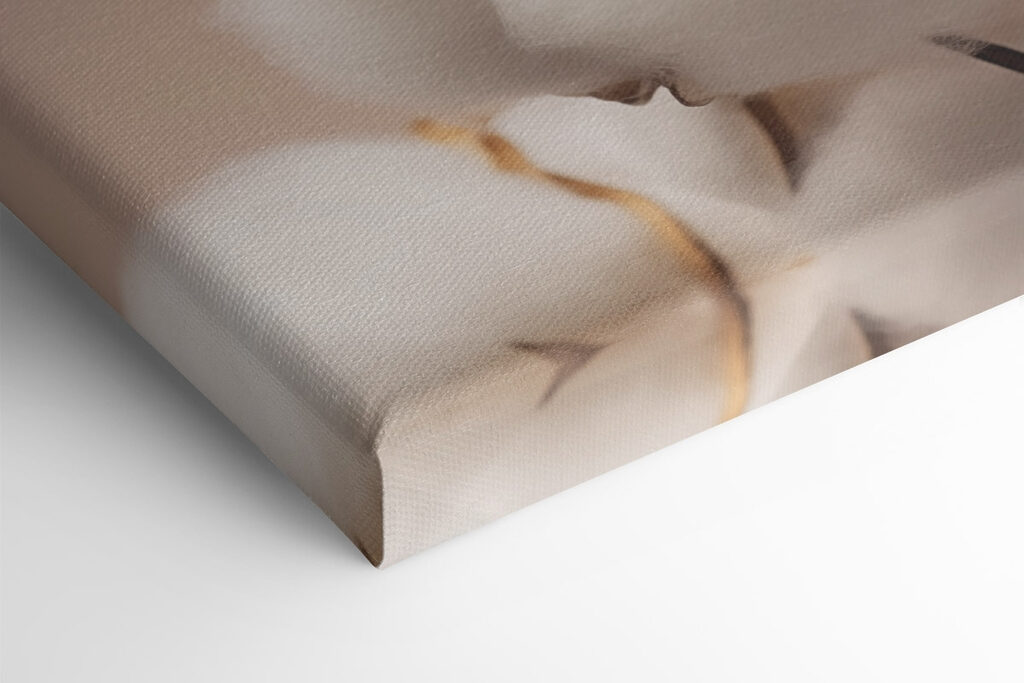 Soft cotton blooms in gentle light Soft cotton blooms in gentle light